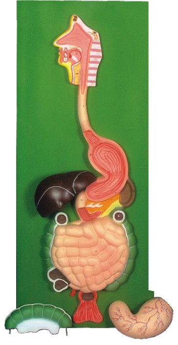 HUMAN DIGESTIVE SYSTEM